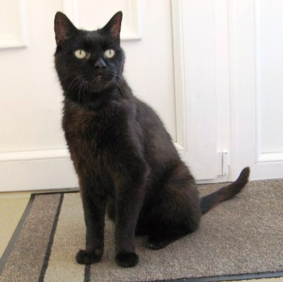 black cat Celia Hammond Animal Trust charity.jpg black cat Celia Hammond Animal Trust charity.jpg